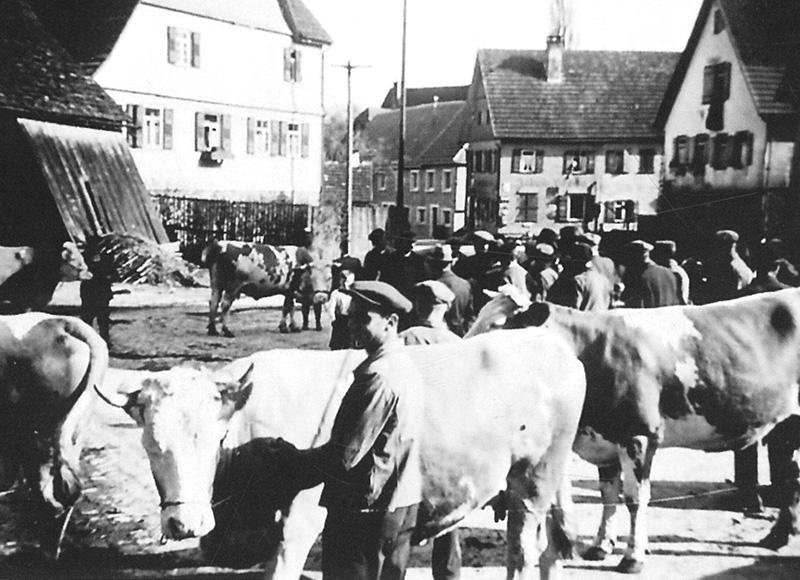 Zuchtviehschau in Bösingen, 1939
